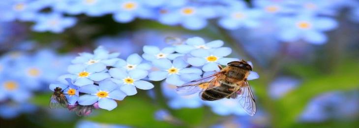 Newly Identified Gut Bacteria In Bees Improves Memory