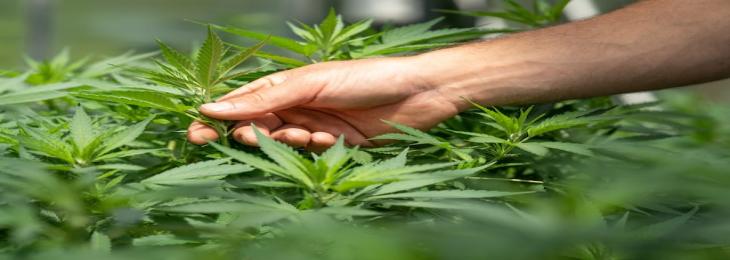 Cannabis Cannot Be  Measure Factor in motivation in Work